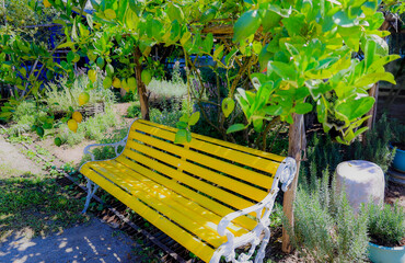 A bright yellow bench sits peacefully in a lemon farm.