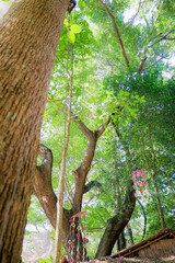 Sunlight shines through the leaves, creating soft shadows.