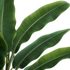tropical banana leaves