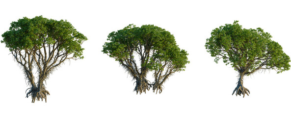 Avicennia marina tree front view, elevation, cutout, 4K PNG, isolate, Three green trees with exposed roots on transparent background for design