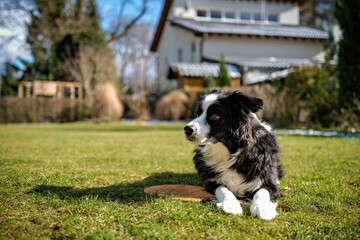 Border Collie Resting on Grass with Frisbee in Sunny Backyard