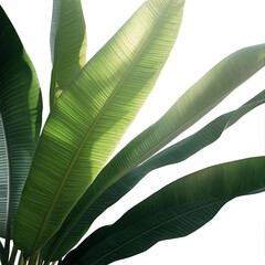 tropical banana leaves