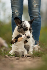 A merle Cardigan Welsh Corgi puppy looks up at its mother in a grassy area outdoors. A person wearing ripped jeans stands behind the two dogs
