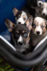 Several Cardigan Welsh Corgi puppies are in a carrier looking forward. The puppies have blue eyes and varying coat colors