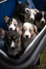 A group of cute Welsh Corgi Cardigan puppies are piled together in a blue carrier. They are mostly looking at the camera, showing off their beautiful blue eyes