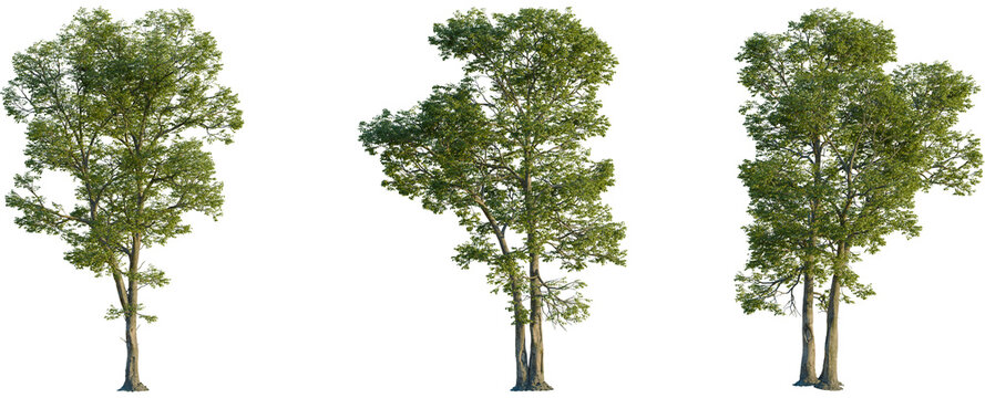 Carya ovalis tree front view, elevation, cutout, 4K PNG, isolate, Three green trees on transparent background for design