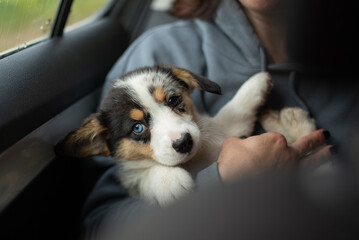 A beautiful Cardigan Welsh Corgi puppy with unique blue eyes is being cradled in someone's arms inside of a car. The puppy looks curiously at the camera with white paws