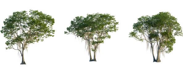 Fraxinus caroliniana tree front view, elevation, cutout, 4K PNG, isolate, Three green trees on transparent background for design