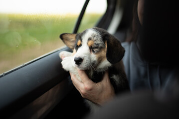 A young Welsh Corgi Cardigan puppy rests in someone's hands near a car window during a daytime car ride. The puppy appears to be sleeping soundly and peacefully