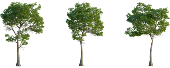 Nyssa aquatica tree front view, elevation, cutout, 4K PNG, isolate, Three green trees on transparent background for design use