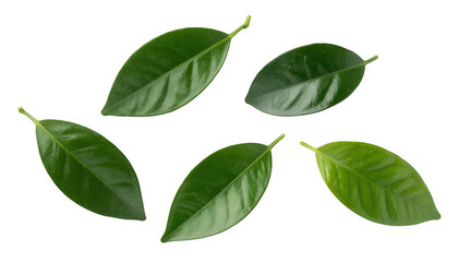 Naklejka premium Green leaves foliage isolated isolated on a transparent background