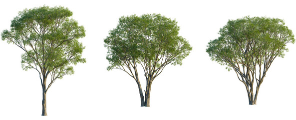 Salix caroliniana tree front view, elevation, cutout, 4K PNG, isolate, Three green trees with lush foliage on transparent background © DH Tree Stock