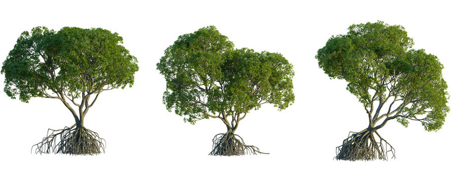 Rhizophora apiculata tree front view, elevation, cutout, 4K PNG, isolate, Three green trees with exposed roots on transparent background