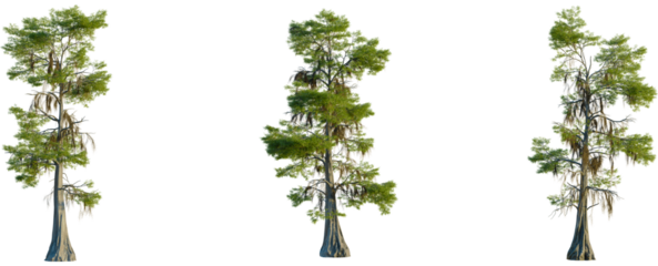 Taxodium distichum tree front view, elevation, cutout, 4K PNG, isolate, Tall trees with green leaves on transparent background for design