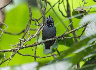 Dark Bird with Spotted Throat