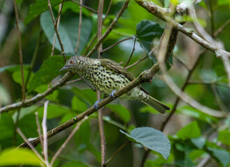 Spotted Green Bird in Forest