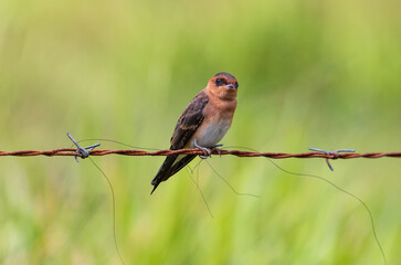 Chestnut Swallow Resting on Wire