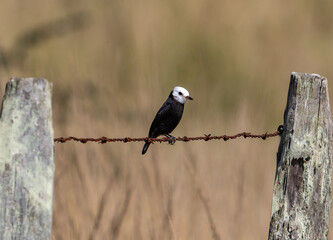 Black-and-White Bird on Fence Wire