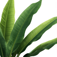 tropical banana leaves 