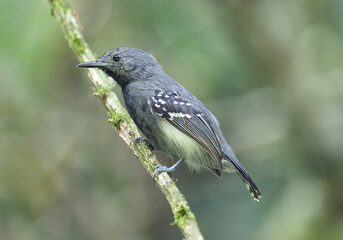 Gray antwren on Mossy Branch