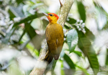 Red‑Crested Woodpecker on Tree