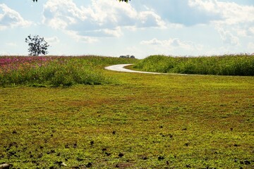 Scenic pink cosmos flower field in full bloom with mountain backdrop in Thailand.