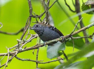 grey bird in the bush