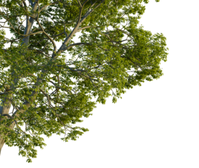 Carya ovalis tree, corner view, cutout, 4k PNG, isolate, Tree branches with green leaves on transparent background
