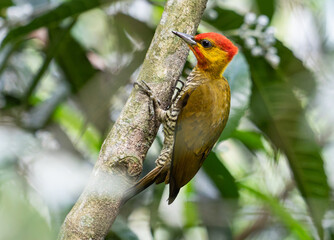 Woodpecker Clinging to Tree Trunk