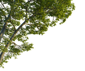 Carya ovalis tree, corner view, cutout, 4k PNG, isolate, Tree branches with green leaves on transparent background