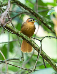 Brown Bird with Striped Face