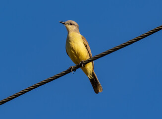 Yellow Bird on Power Line