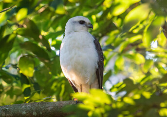 White Hawk in Forest Light