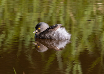 least grebe swimming