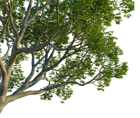 Celtis laevigata tree, corner view, cutout, 4k PNG, isolate, Majestic tree with lush green leaves on transparent background