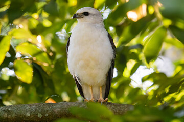 Hawk Perched in Forest