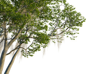 Fraxinus caroliniana tree, corner view, cutout, 4k PNG, isolate, Tree branches with green leaves on transparent background