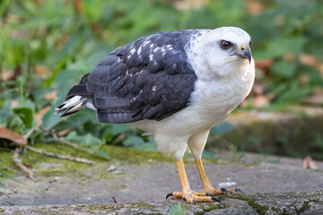 Black and White Hawk on Ground