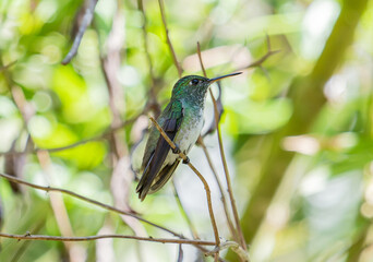 Green Hummingbird Perched