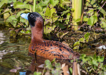 Blue‑Billed Duck in Water