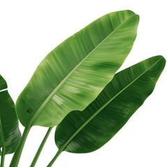 tropical banana leaves