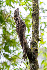Long‑Tailed Camouflaged Bird on Tree