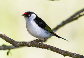 tropical bird on branch
