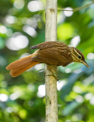 A treehunter bird on a tree