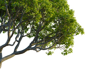 Fototapeta premium Myrsine lessertiana tree, corner view, cutout, 4k PNG, isolate, Tree with lush green leaves on transparent background
