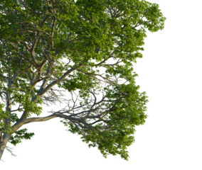 Nyssa aquatica tree, corner view, cutout, 4k PNG, isolate, Tree with lush green leaves on transparent background