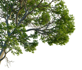 Nyssa aquatica tree, corner view, cutout, 4k PNG, isolate, Majestic tree with lush green leaves on transparent background