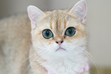 Cute fluffy cat with big eyes looking curiously at the camera in a soft indoor setting, showcasing its playful and endearing personality
