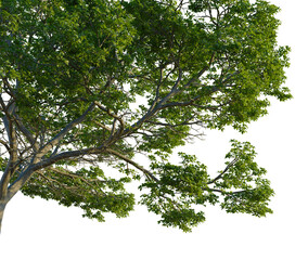 Nyssa aquatica tree, corner view, cutout, 4k PNG, isolate, Lush green tree branches with leaves on transparent background