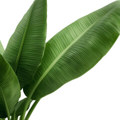 tropical banana leaves 